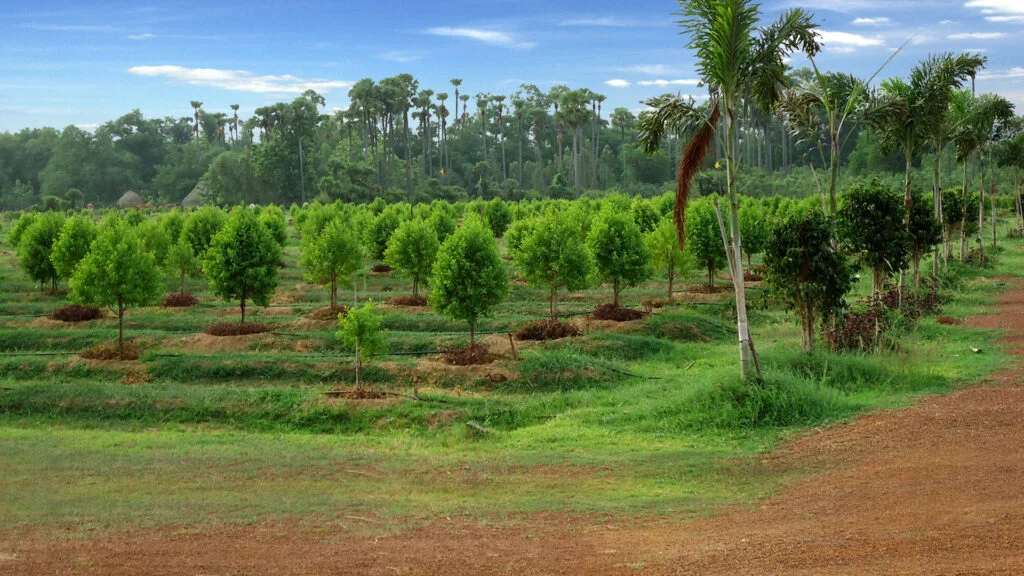 Sandalwood Plantation