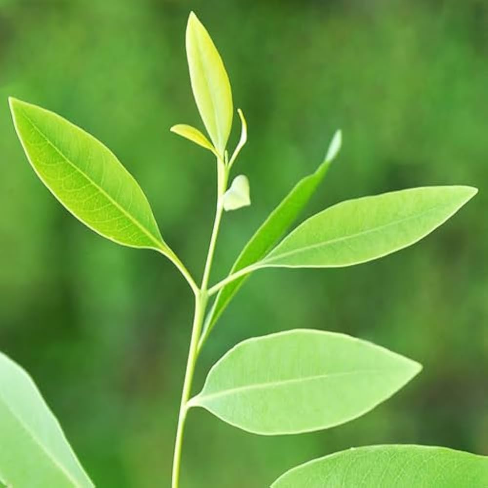 Sandalwood Trees